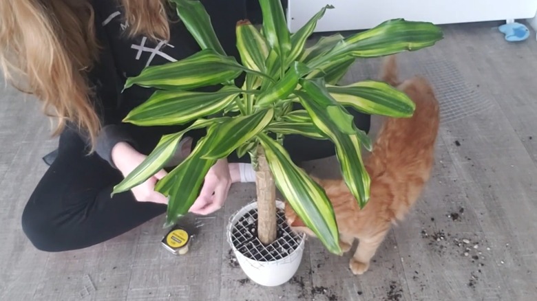 Person making mesh screen for plant