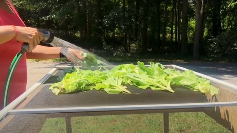 Person washing lettuce on screen