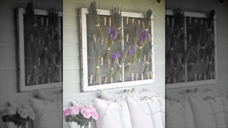 Window screen with hanging herbs