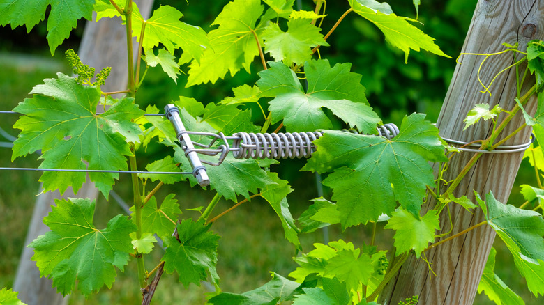 A trampoline spring is used to put a grapevine trellis wire under tension.