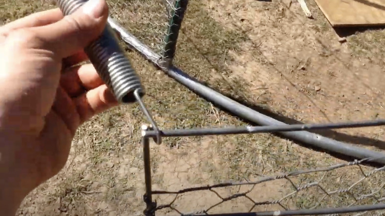 A hand holds a trampoline spring attached to the gate of a chicken coop.