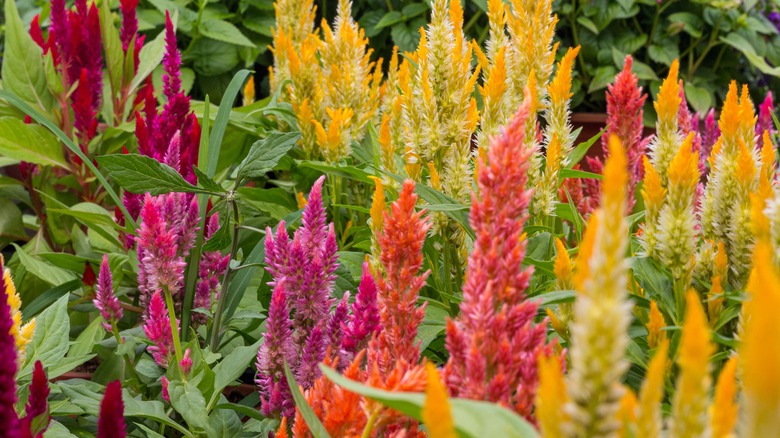 celosia