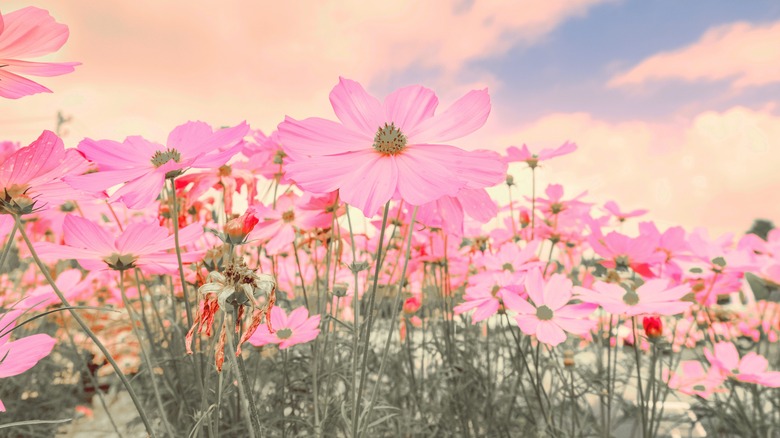 pink cosmos