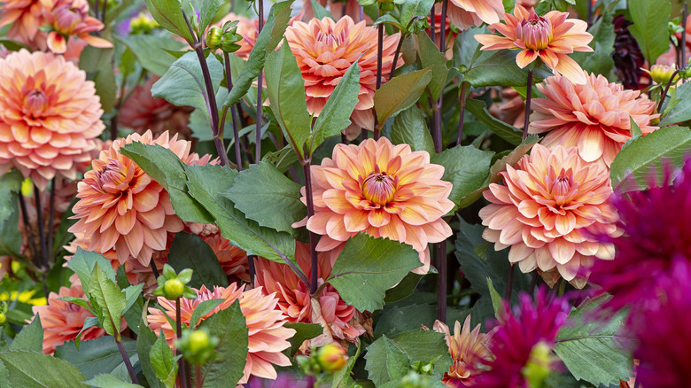 orange dahlias