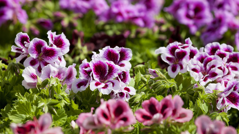 annual geraniums