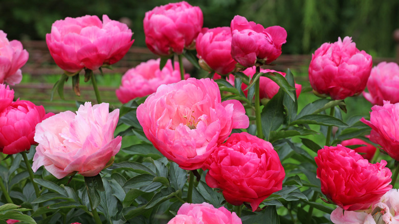 pink peonies 