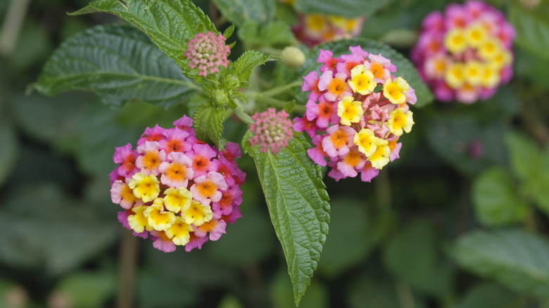 lantana