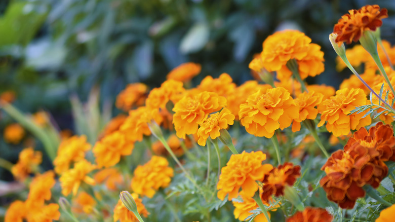 marigolds in garden