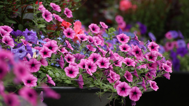 petunias