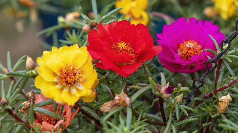 portulacas