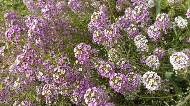 sweet alyssum