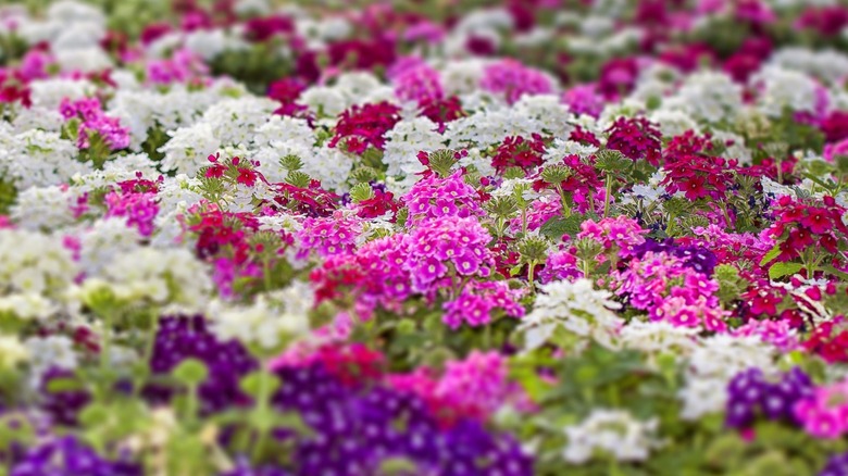 verbena 