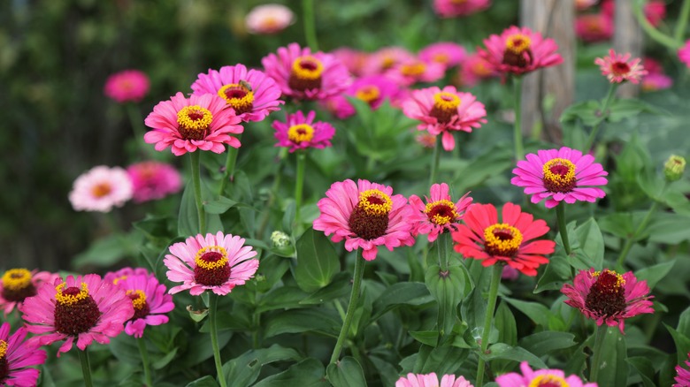 zinnias