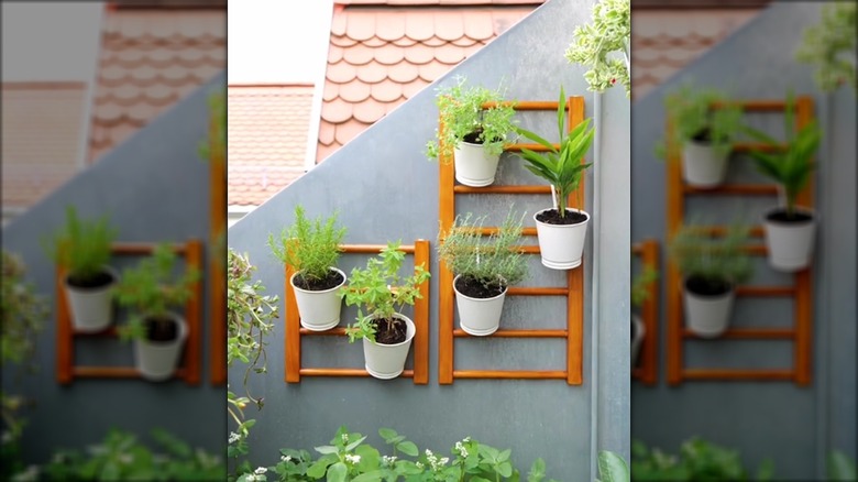 Plants in pots hanging from a wall ladder by S-hooks