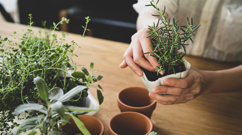 person planting herbs