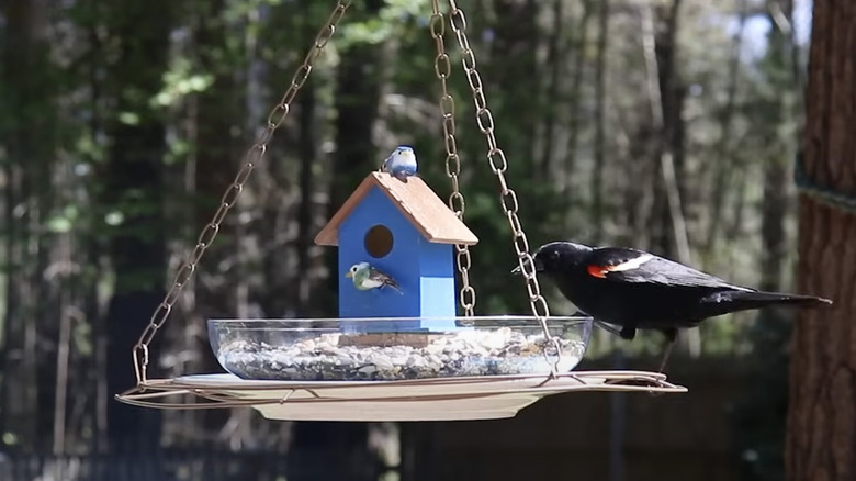 Red winged blackbird at feeder