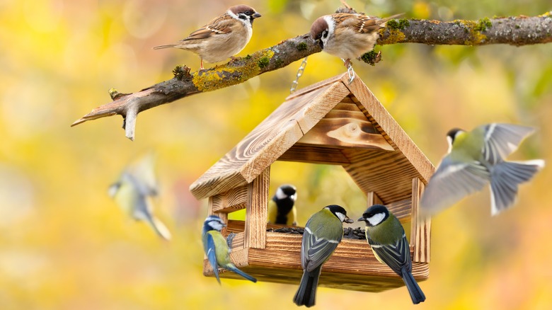 Birds eating from feeder