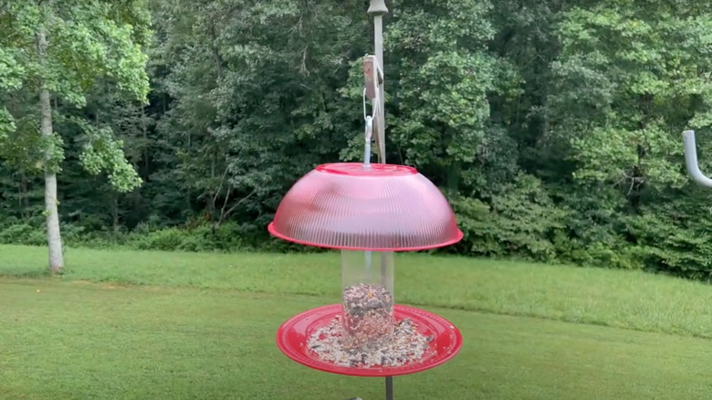 Red bird feeder in yard