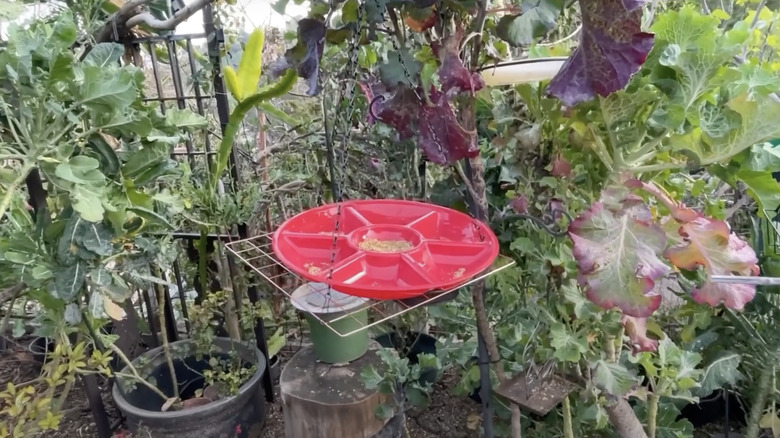 Red hanging bird feeder