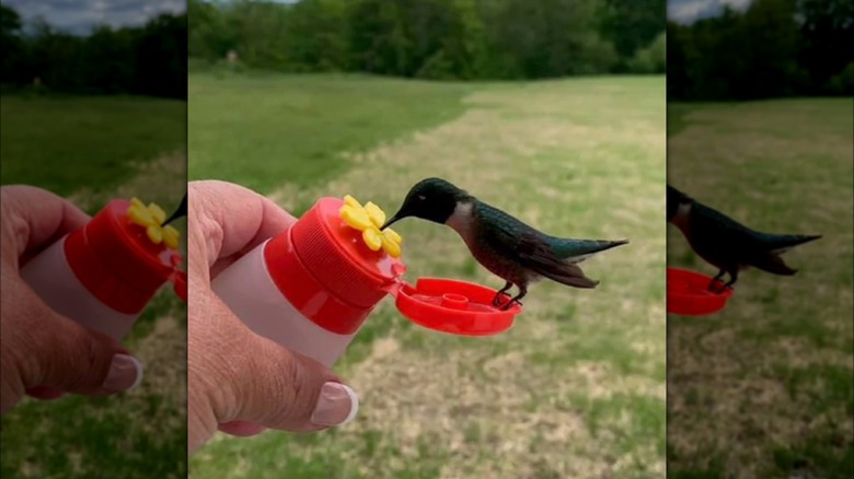 Hummingbird and handheld feeder