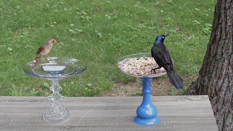 Two birds eating from feeders