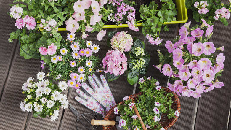 Mixed annuals ready to be planted in containers.