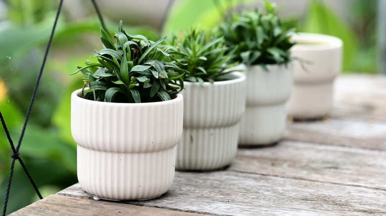 Plants on porch