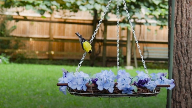 bird at hanging feeder 