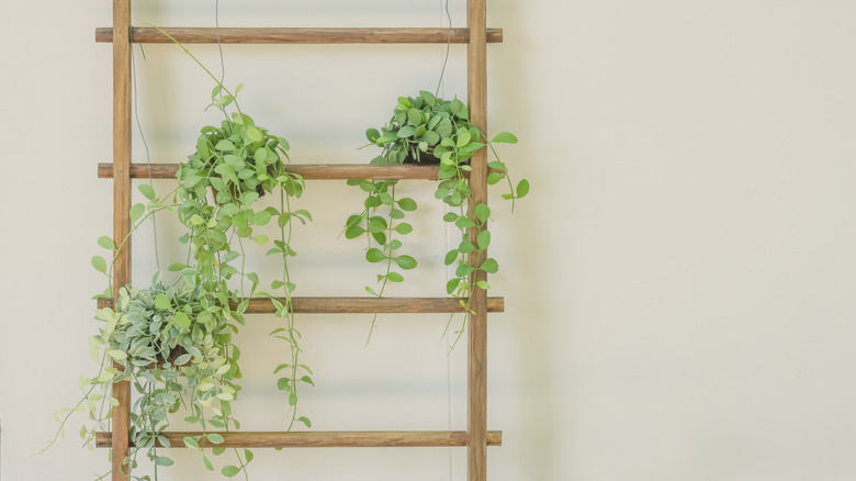 Three vine plants cascade down a wooden lattice made of round dowels.