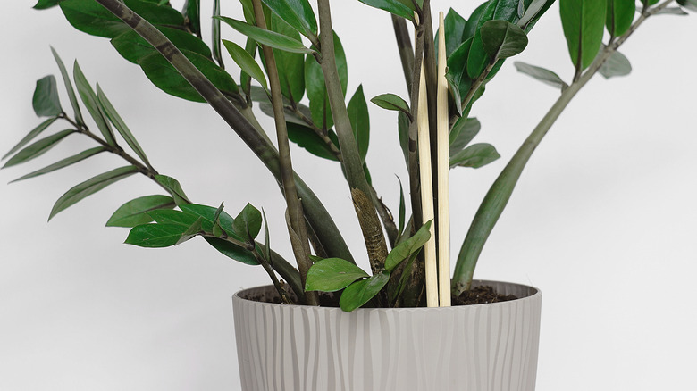 Two dowels sticking out of the soil of a green indoor plant.