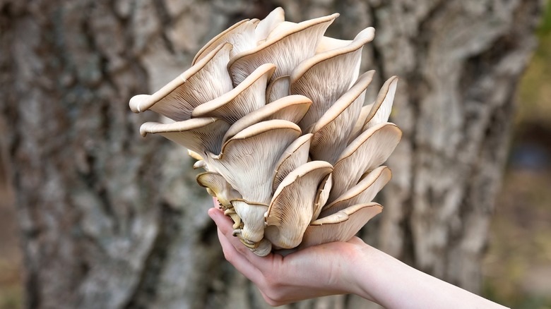 hand holding oyster mushrooms