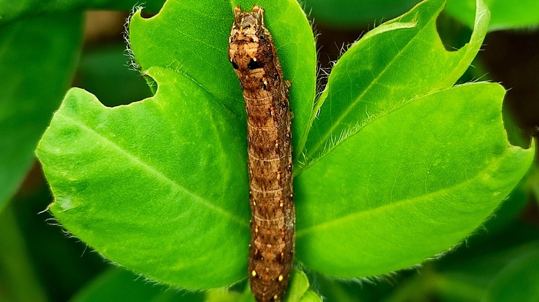 cutworm on a leaf