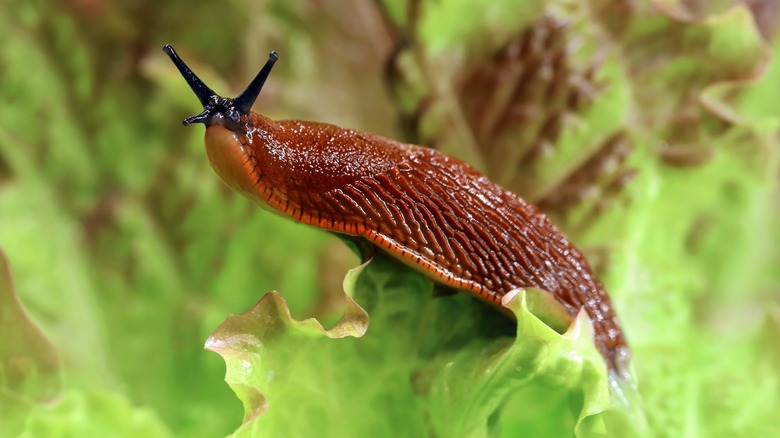 slug on a plant