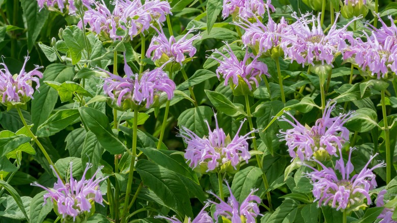 Wild bergamot, or bee balm