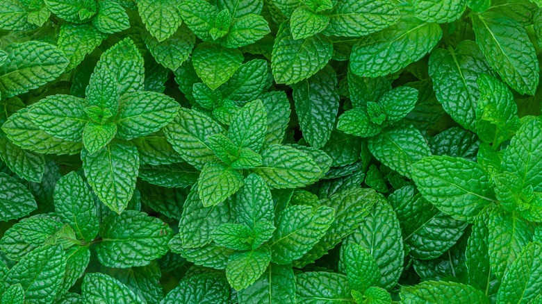 Closeup of mint leaves
