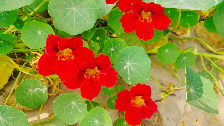 Red nasturtiums in garden