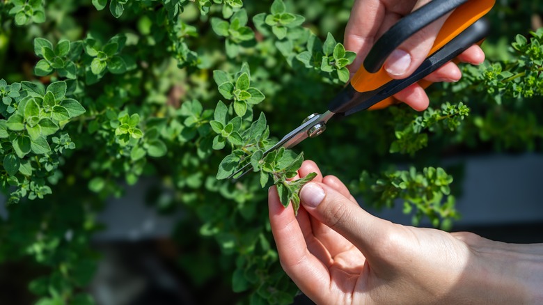 Hands pruning oregano plant