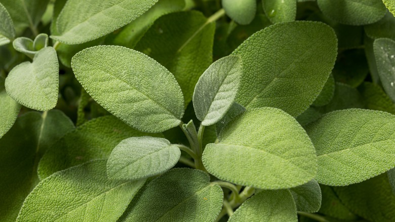 Closeup of sage plant