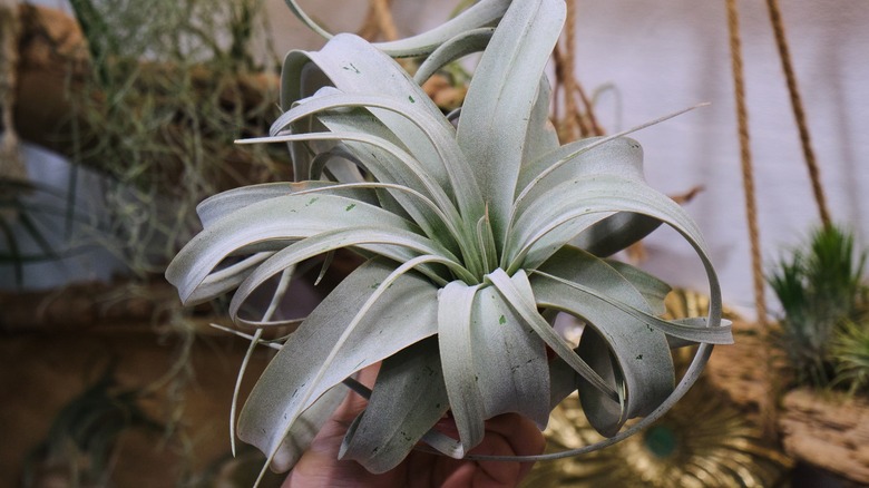 person holding an air plant