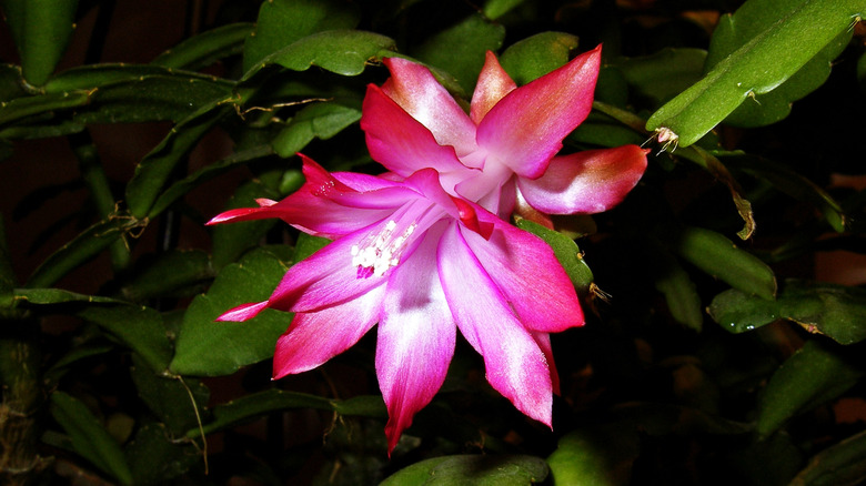 christmas cactus with a flower