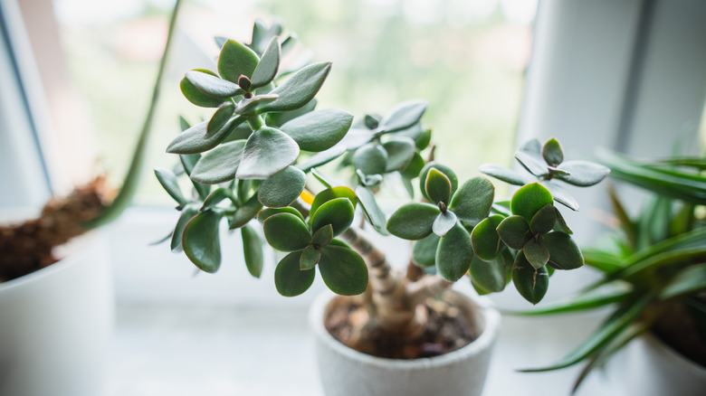 jade plant in a pot