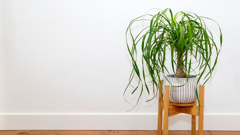 ponytail palm in a pot