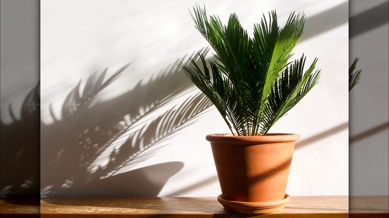 sago palm in a pot