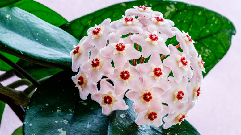 hoya plant with flowers