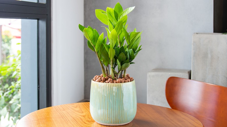 zz plant in a pot