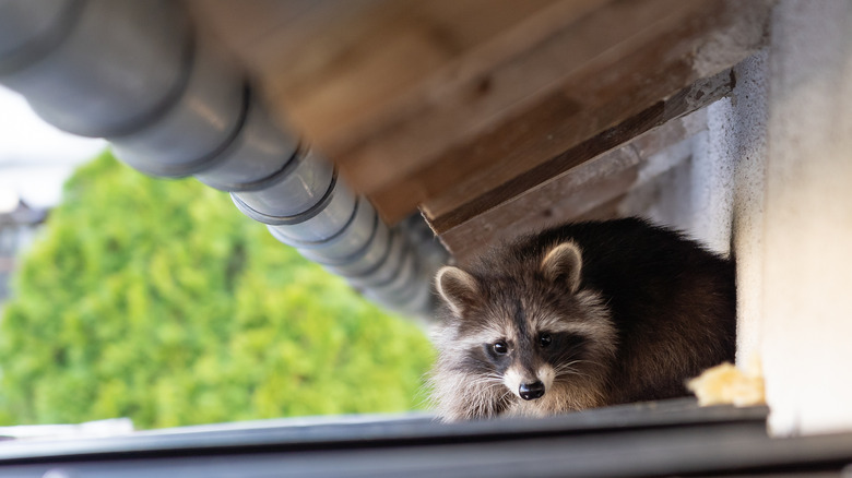 raccoon on the roof