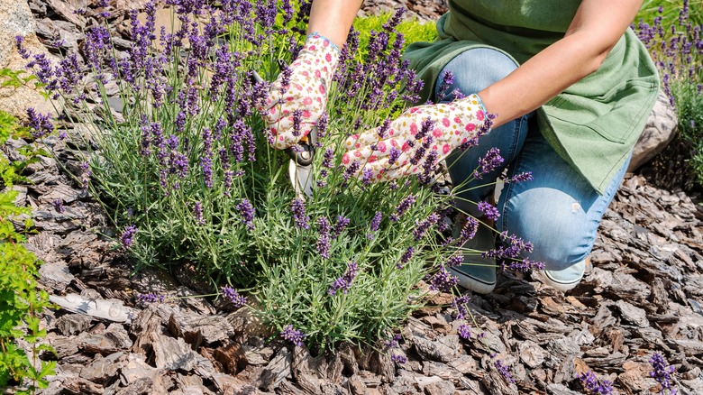 gardener trimming lavender plants