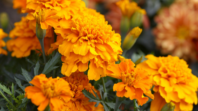 orange marigold flowers