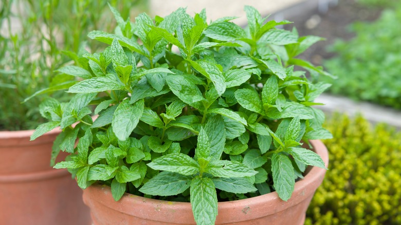 mint in a planter