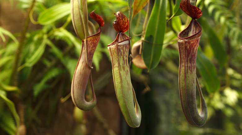 pitcher plant blooms